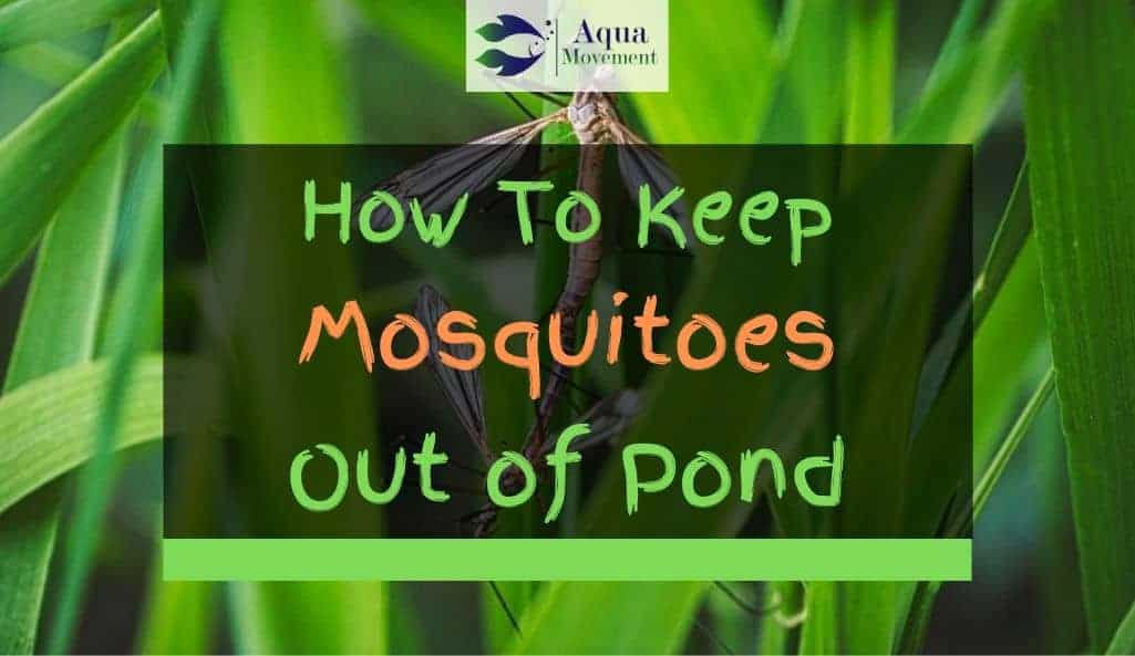 5-ways-to-keep-mosquitoes-out-of-pond-aqua-movement