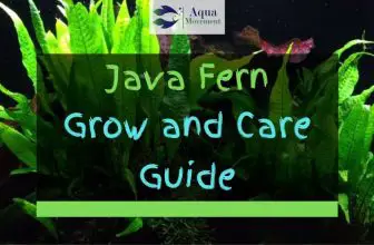 Java Fern in Aquarium