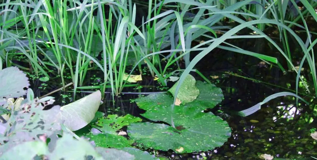 15 Best Plants For Your Pond Reviewed | Aqua Movement