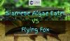 siamese algae eater and flying fox