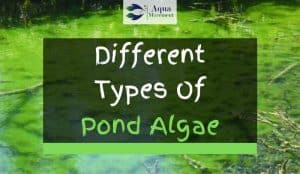 7 Aquarium Algae Types With Pictures | Aqua Movement