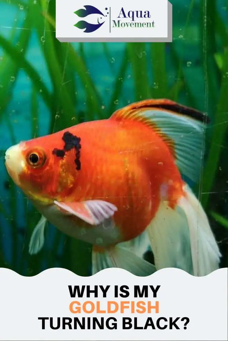 Why Is My Goldfish Turning Black? All Answers Here | Aqua Movement