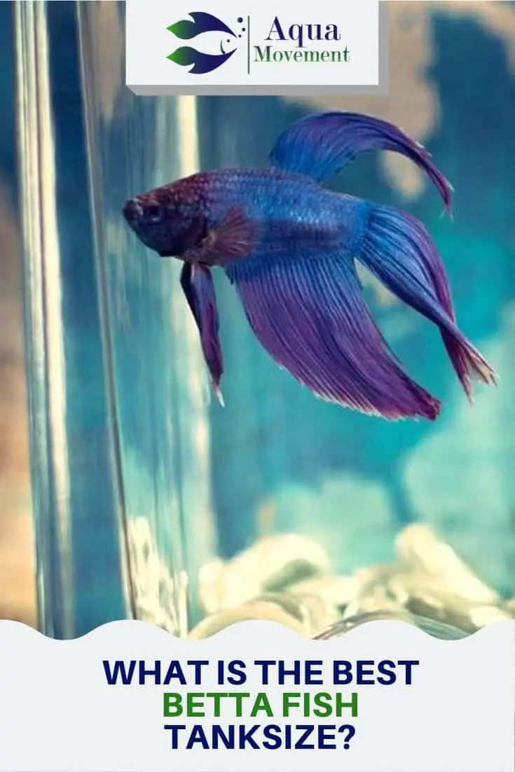 What Is The Best Betta Fish Tank Size? | Aqua Movement