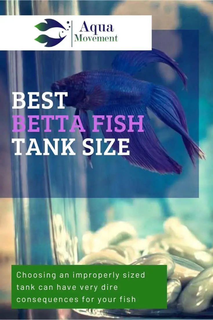 What Is The Best Betta Fish Tank Size? | Aqua Movement