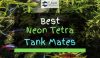 Neon Tetra with tank mates