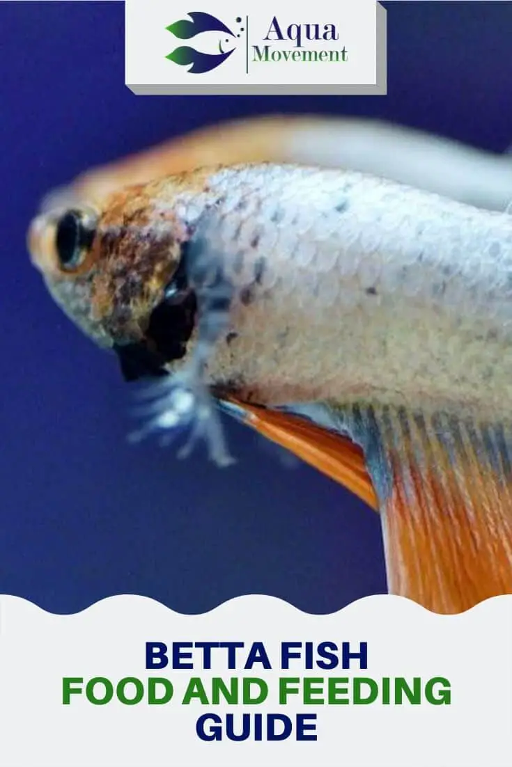 Betta Fish Food And Feeding Guide | Aqua Movement