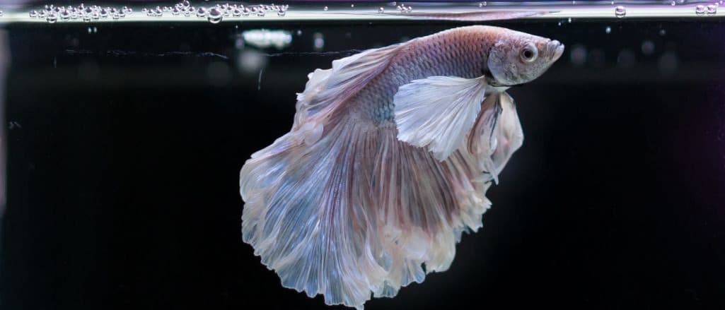 Betta fish turning white