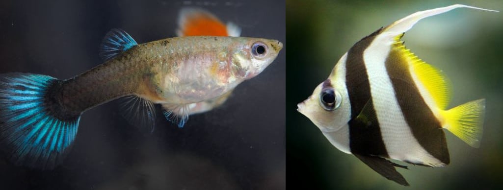 Can Guppies And Angelfish Live Together? | Aqua Movement