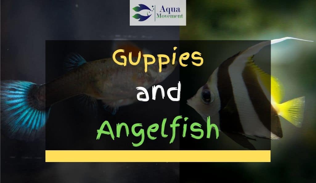 Guppy and Angelfish