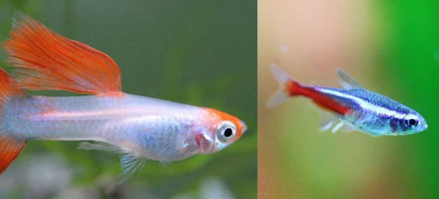 3 Best temp for guppies and tetras