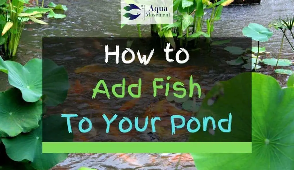 Fish in a pond