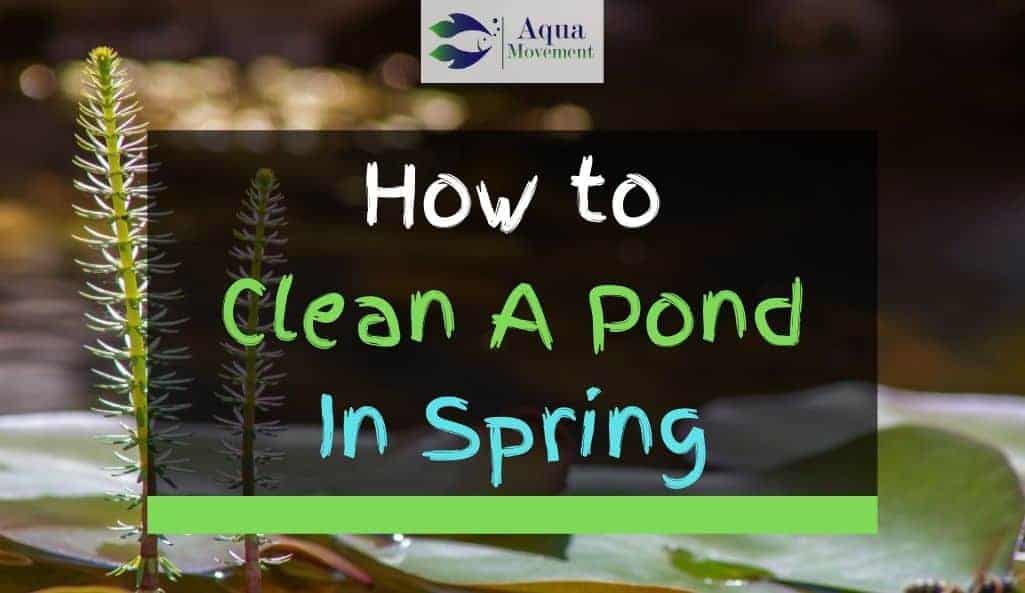 A Pond In Spring