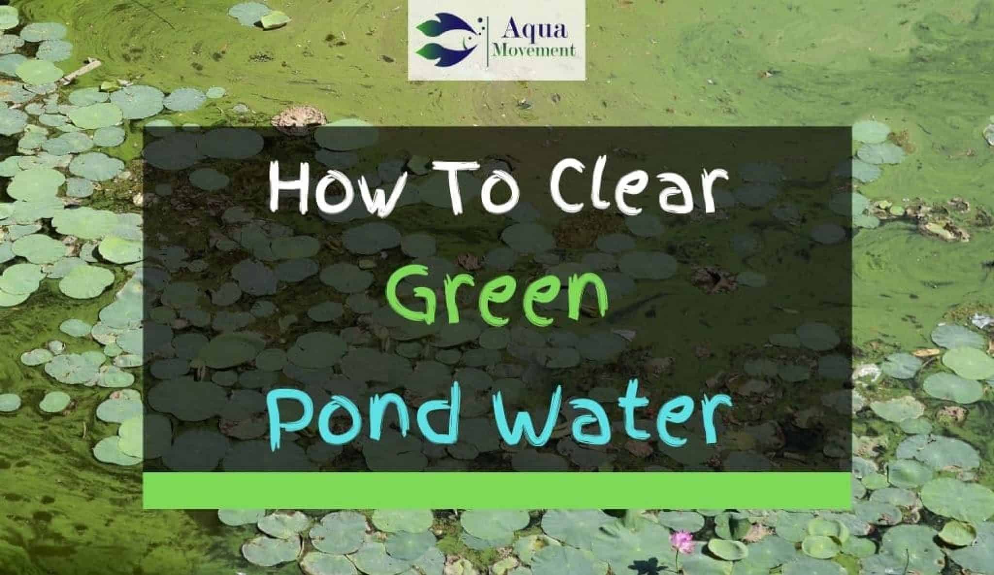 6 Ways On How To Clear Green Pond Water - How To Clear Green PonD Water 2048x1185