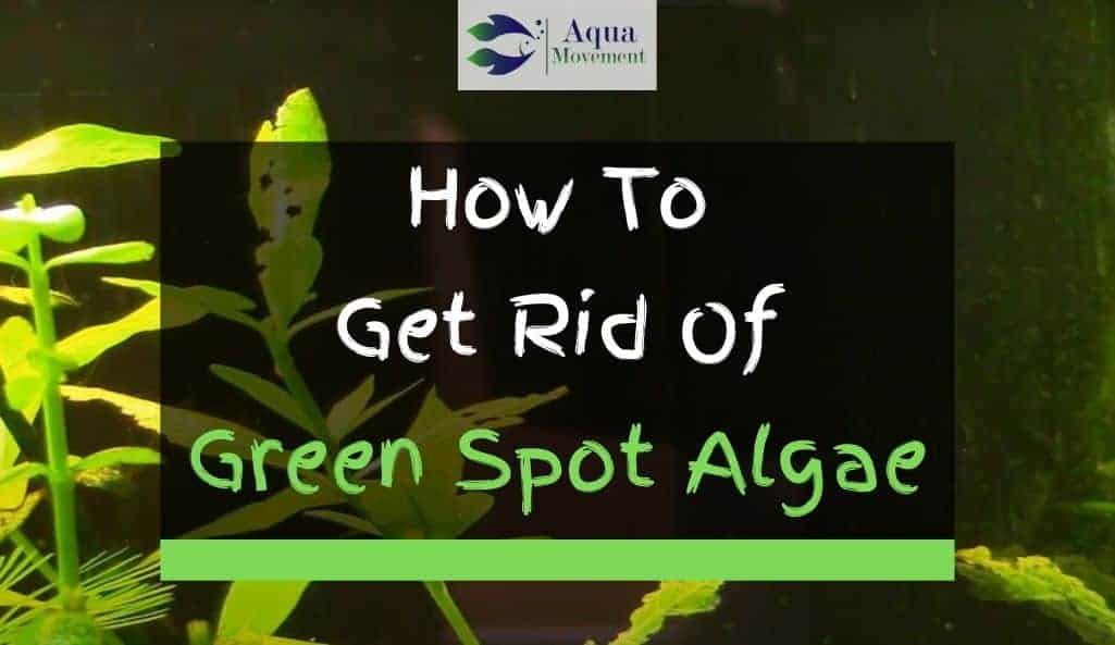 How To Get Rid Of Green Spot Algae In Aquarium Aqua Movement