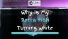 White betta fish