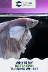 3 Reasons Why Your Betta Fish Is Turning White Or Losing Color