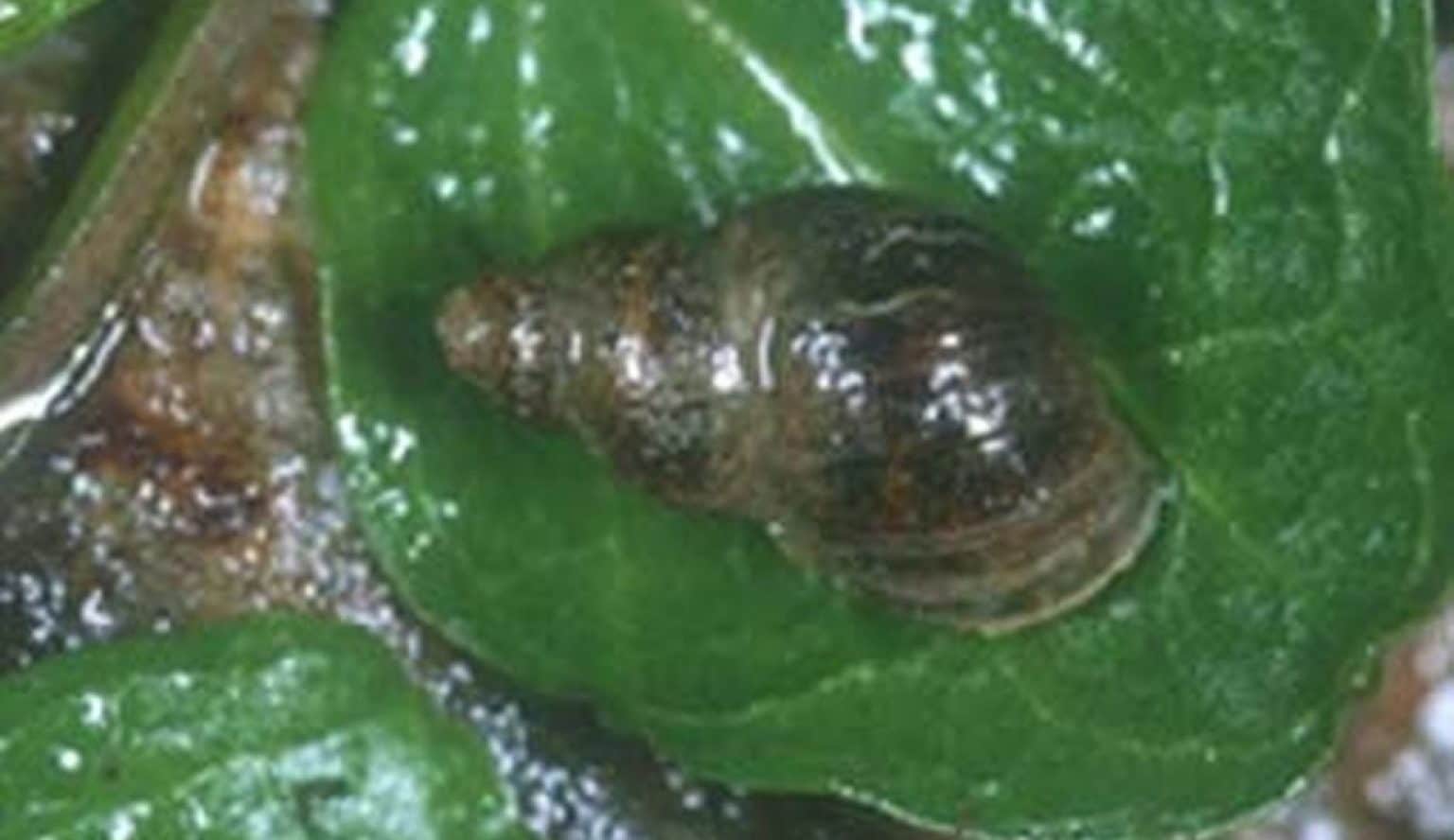 Малый прудовик личинка. Прудовик малый - Lymnaea truncatula. Малый прудовик (Galba truncatula). Малый прудовик - Lymnaea (Galba) truncatula.. Малый прудовик паразит.