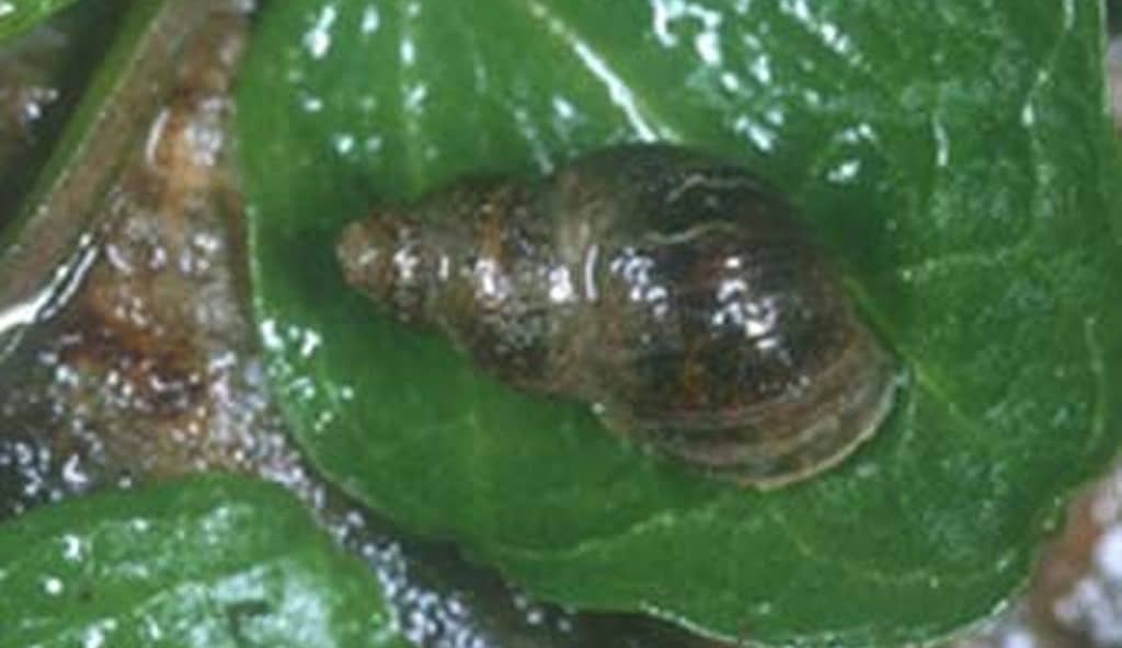 pond snail