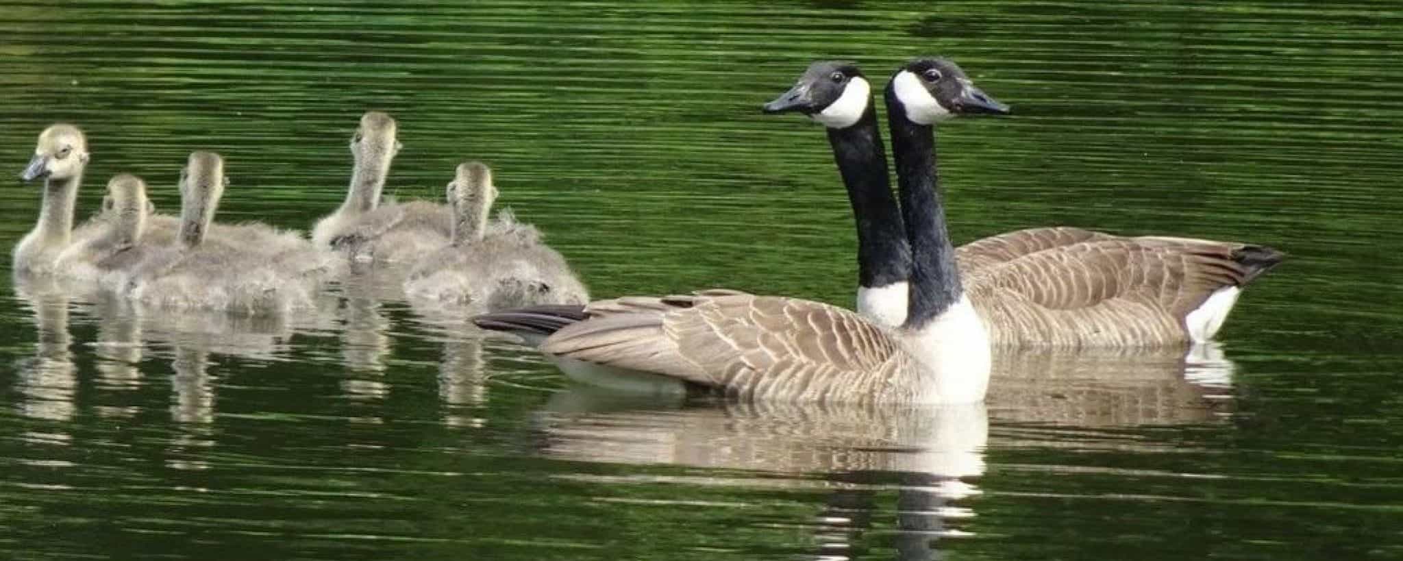 3 Ways To Keep Geese Out Of Your Pond 