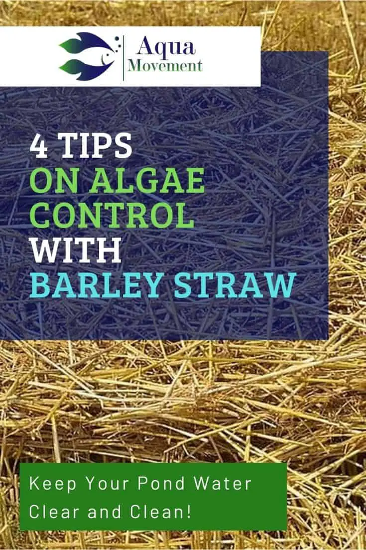 4 Tips On Algae Control With Barley Straw In Ponds Aqua Movement
