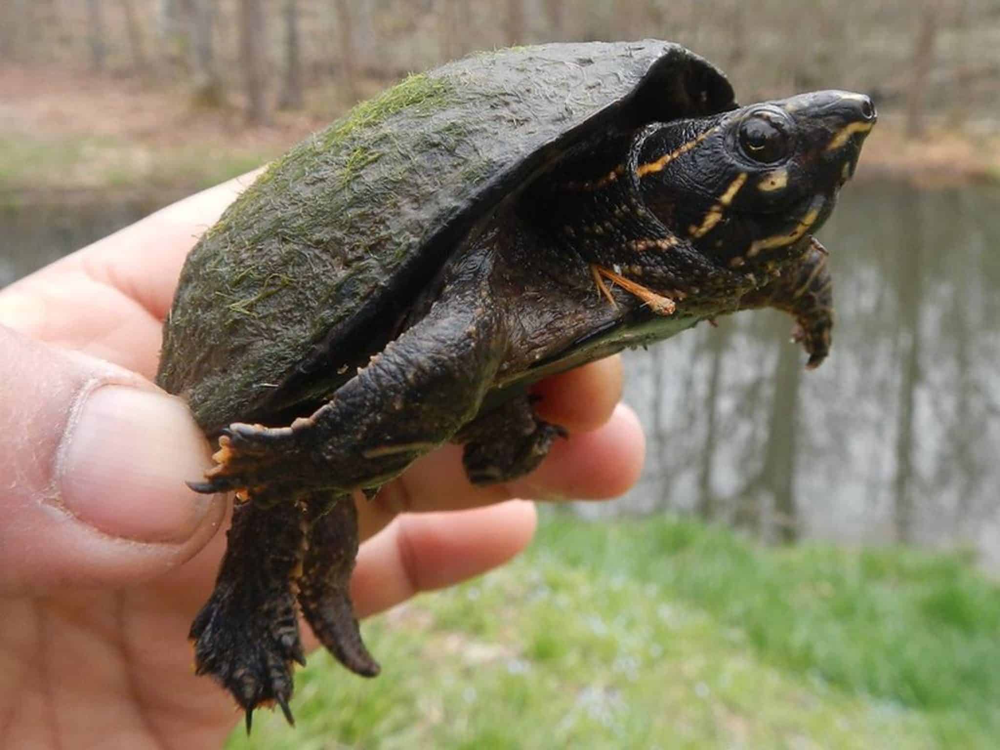 8 Common Types Of Pond Turtles (With Pictures) Aqua Movement