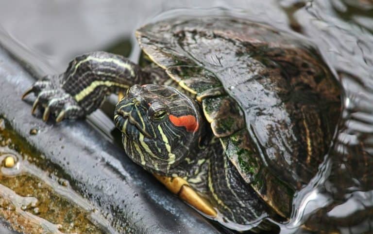 8 Common Types Of Pond Turtles (With Pictures) | Aqua Movement