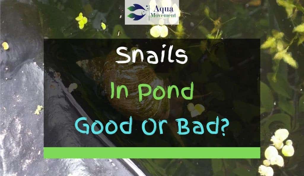 Snail in a pond