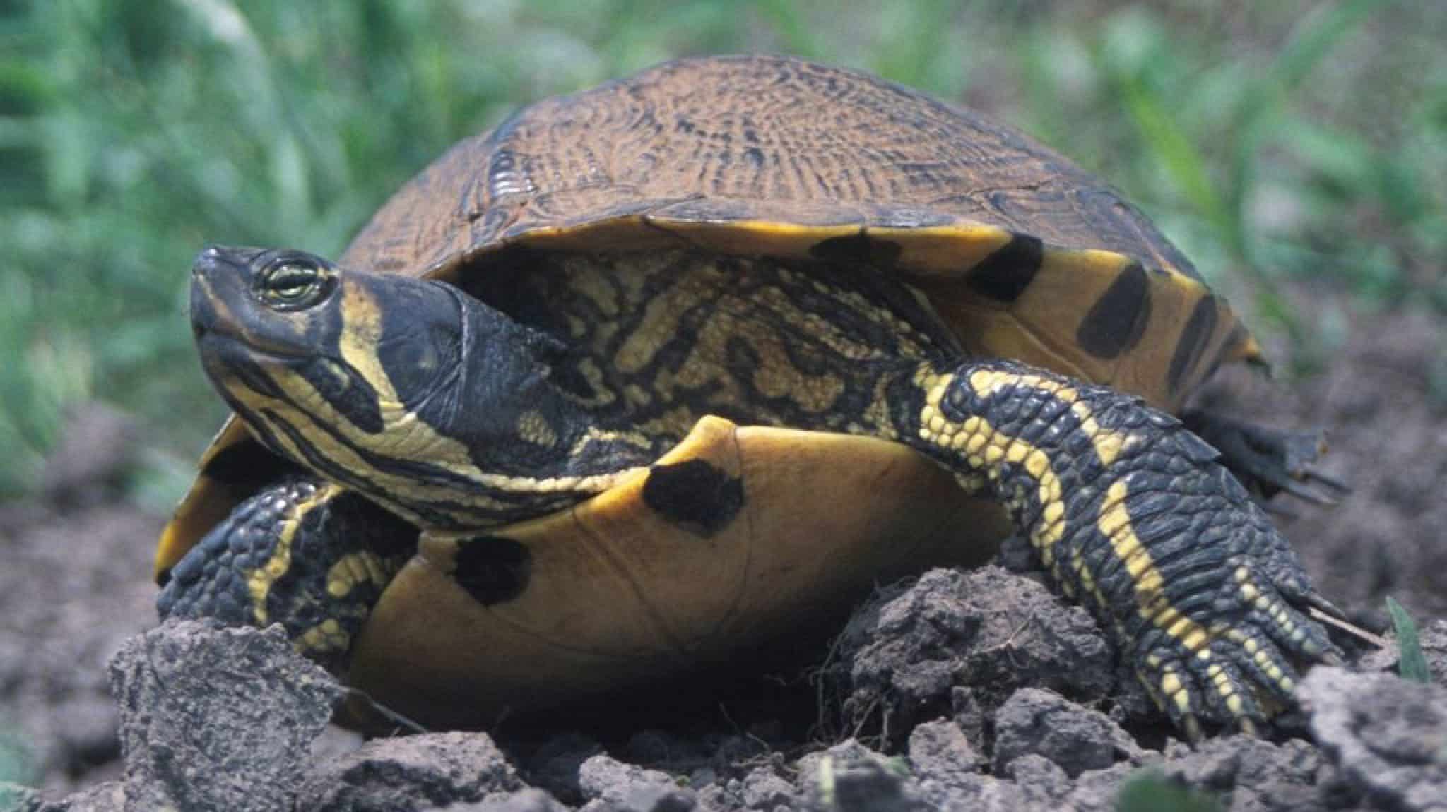 8 Common Types Of Pond Turtles (With Pictures) | Aqua Movement