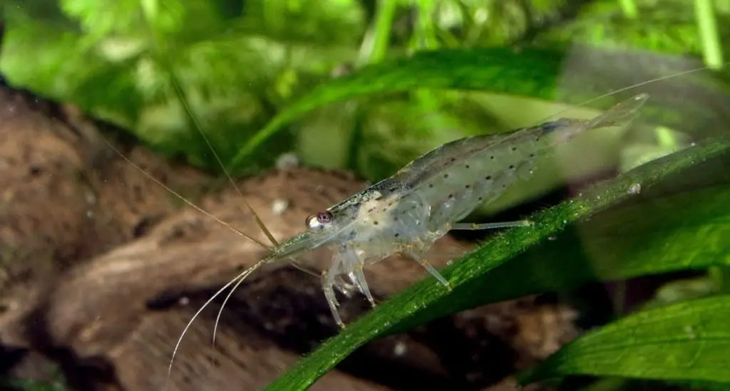 Amano Shrimp