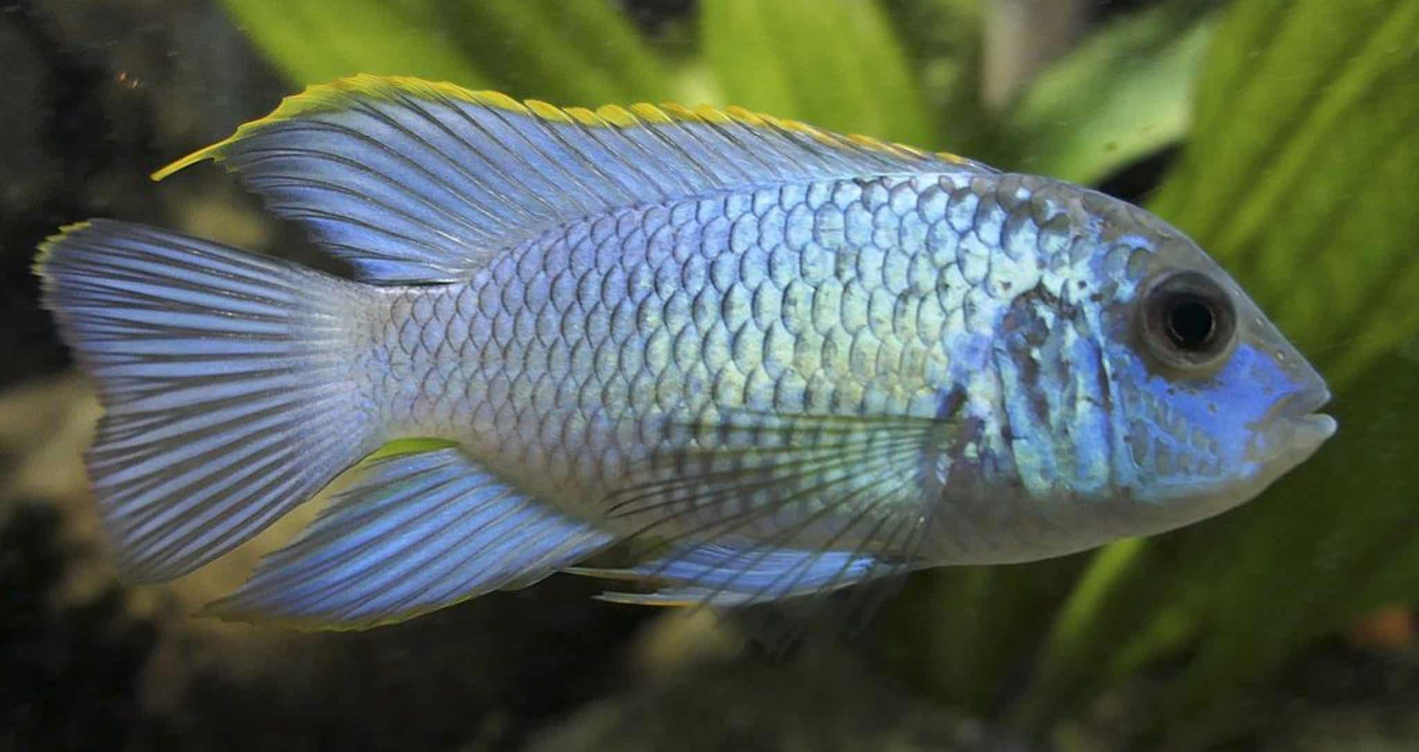 11 Best Green Severum Tank Mates (With Pictures!) | Aqua Movement