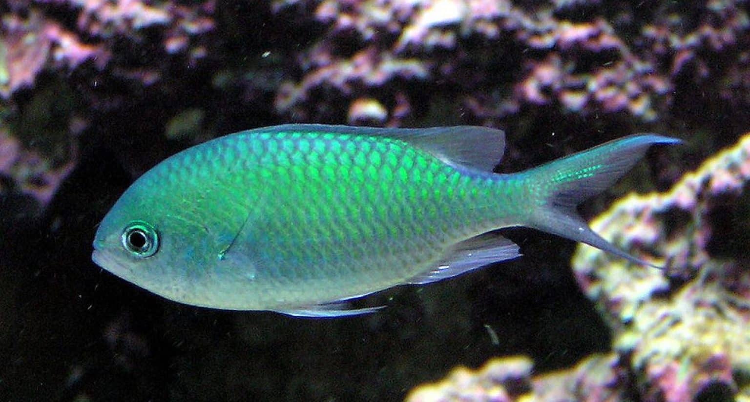 13 Best Saltwater Fish For 55 Gallon Tank (With Pictures)