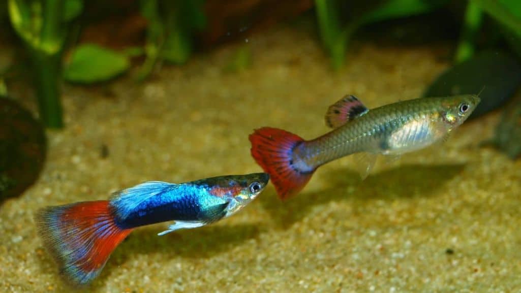 How Long Can Guppies Go Without Food Aqua Movement