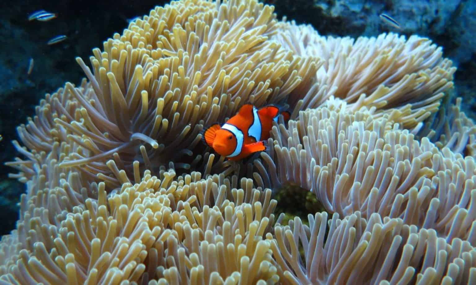 16 Best Clownfish Tank Mates (With Pictures) | Aqua Movement