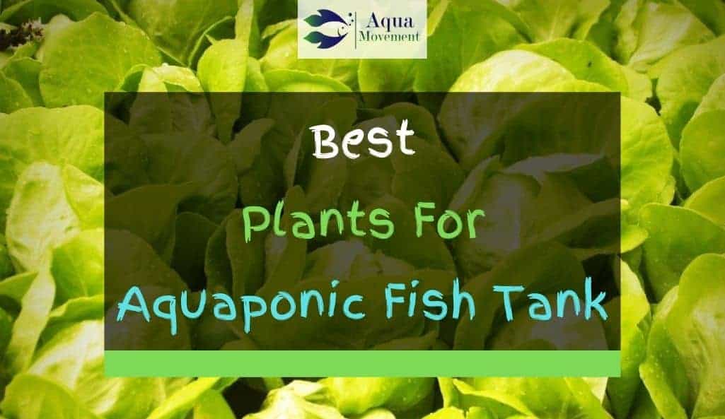 10 Best Plants For Aquaponics Fish Tank Aqua Movement