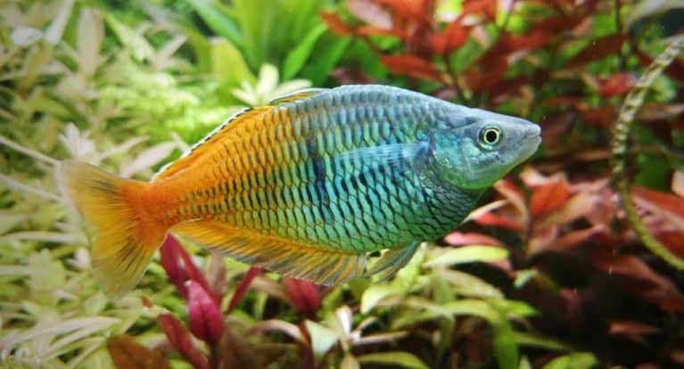 11 Best Green Severum Tank Mates (With Pictures!) | Aqua Movement