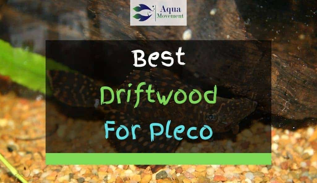 4 Best Driftwoods For Plecos Reviewed | Aqua Movement