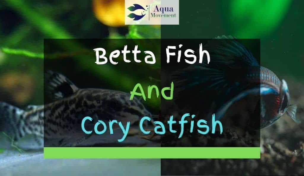cory catfish betta