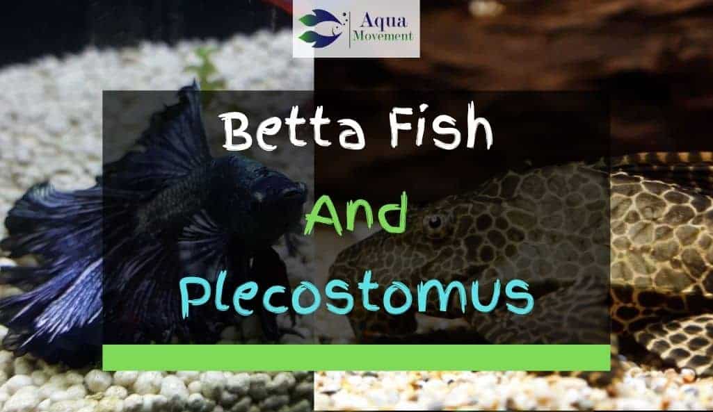 betta and pleco together