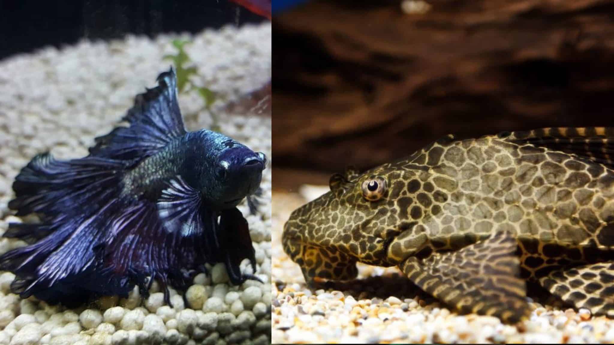 Betta and Pleco in a tank