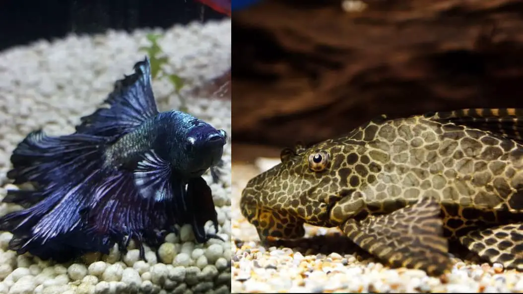 Betta fish and plecos in a tank