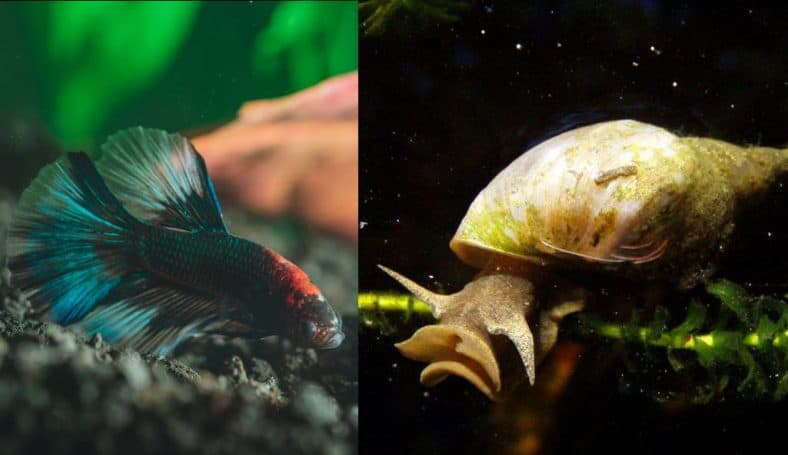 Betta Fish And Snails - Can They Live Together? | Aqua Movement