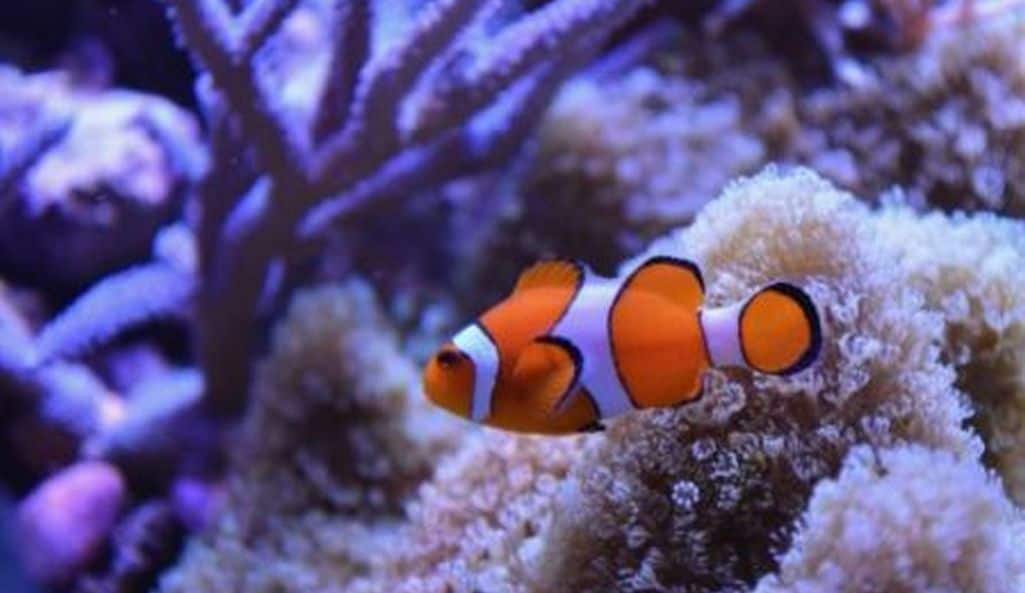 13 Best Saltwater Fish For 55 Gallon Tank (With Pictures)