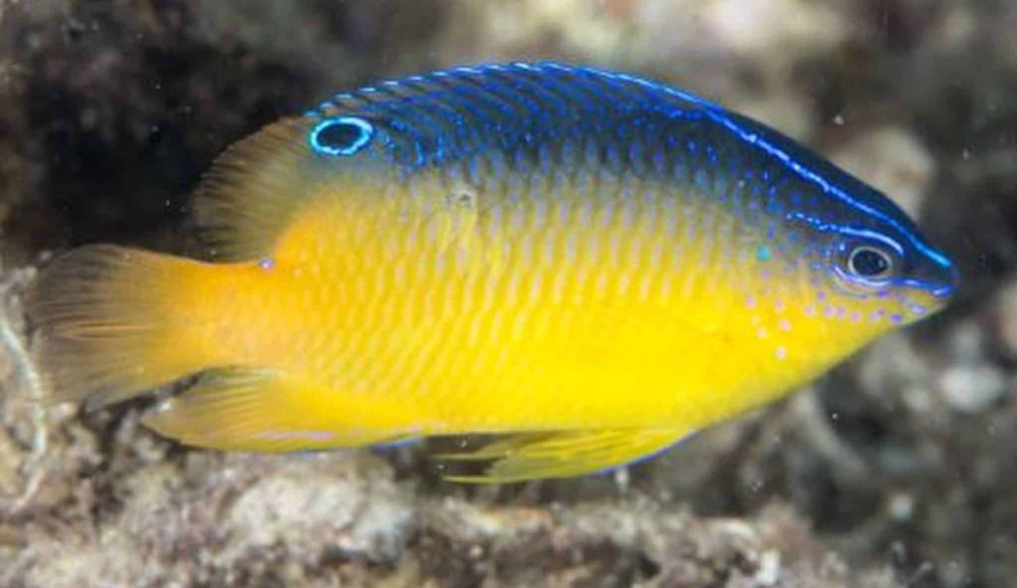 13 Best Saltwater Fish For 55 Gallon Tank (with Pictures)