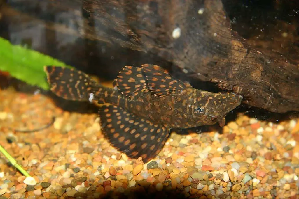 pleco driftwood