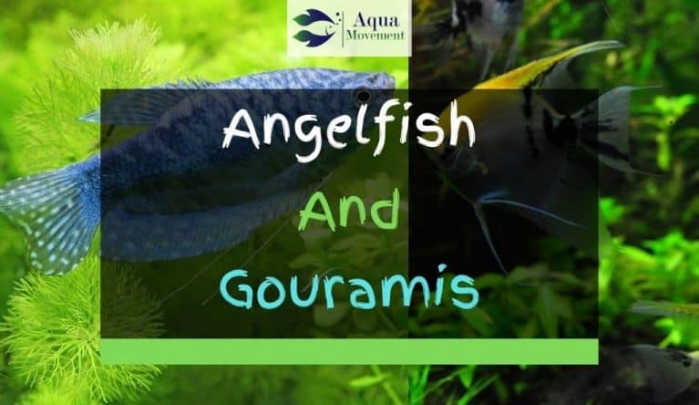 How to save a dying angelfish?