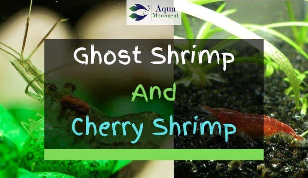 cherry and ghost shrimp in aquarium