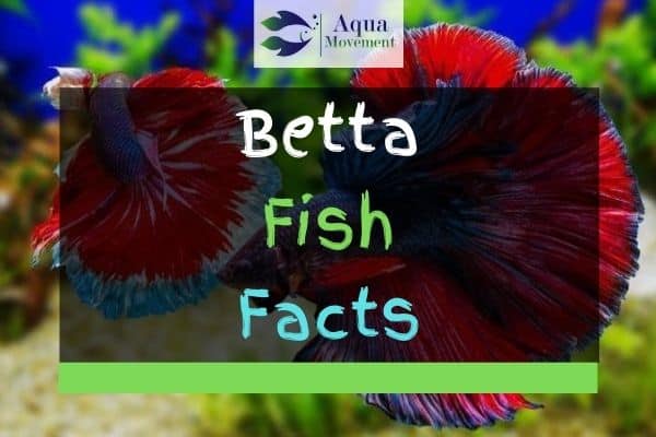 Betta Fish Facts - Everything You Need To Know! | Aqua Movement