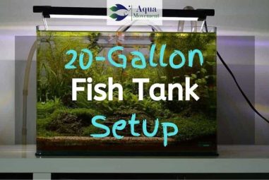 20 Gallon Fish Tank Setup Ideas