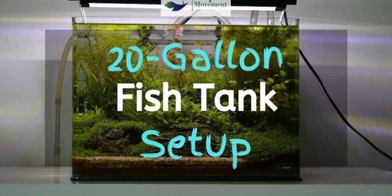 20 Gallon Fish Tank Setup Ideas