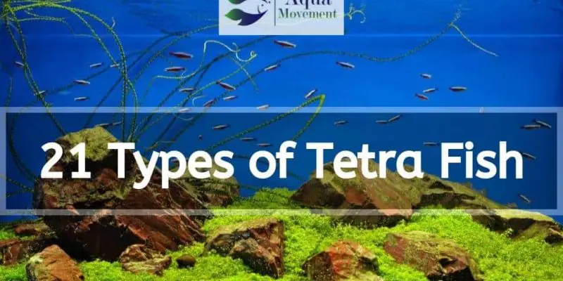 21 Types of Tetra Fish (With Pictures)